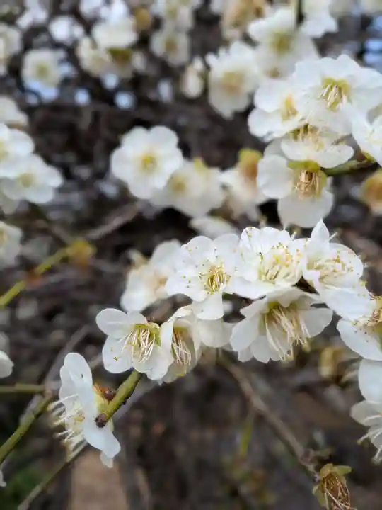 松應寺(東京都)