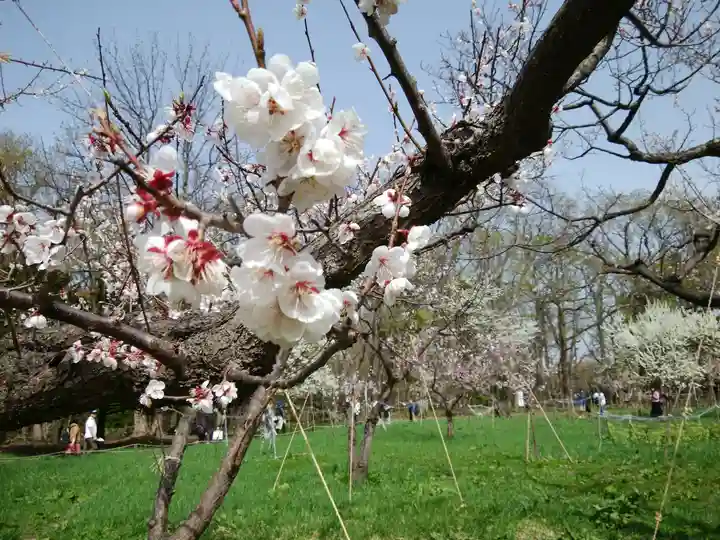 北海道神宮の自然