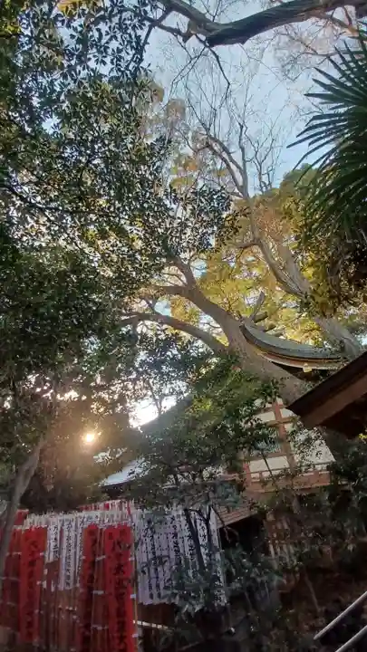 代々木八幡宮の自然