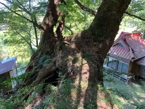 諏訪神社の自然