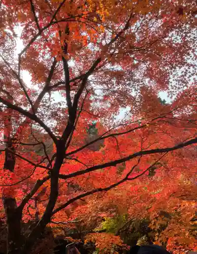 東福禅寺（東福寺）の自然