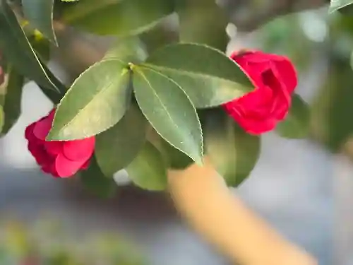 西方山極楽寺(岐阜県)