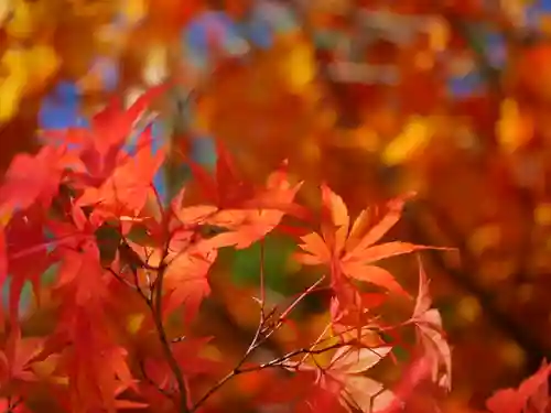 極楽山　浄土寺の自然