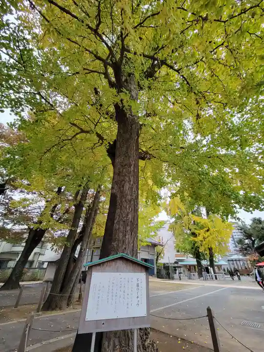 千住神社の自然