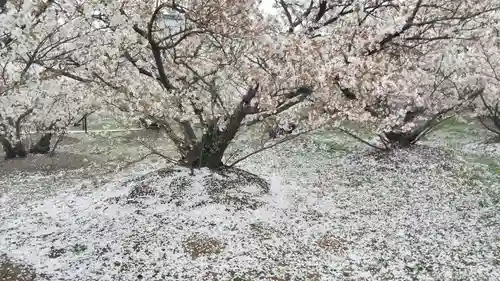 仁和寺の自然