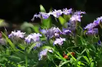 開成山大神宮の庭園