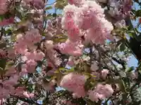 極楽寺(霊鷲山感應院極楽律寺)の自然