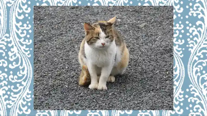 賀茂別雷神社(栃木県)