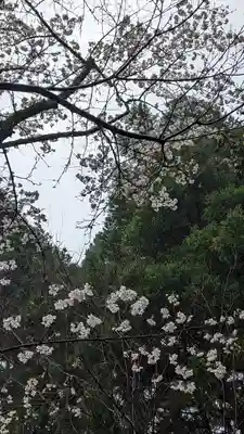 勝持寺（花の寺）(京都府)