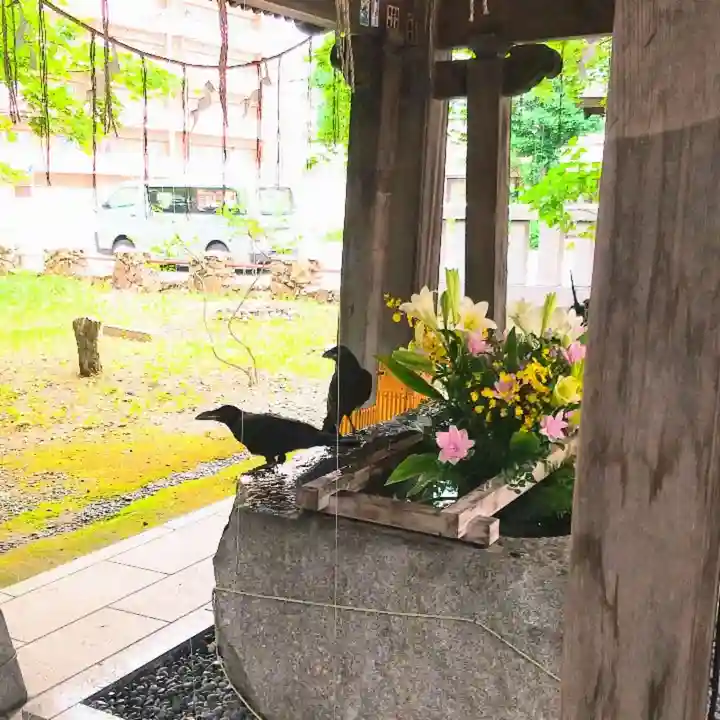 彌彦神社 (伊夜日子神社)の動物