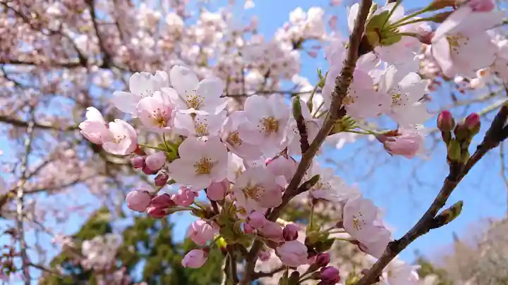 壽徳寺 じゅとくじの自然