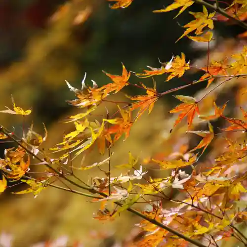 大安禅寺の自然