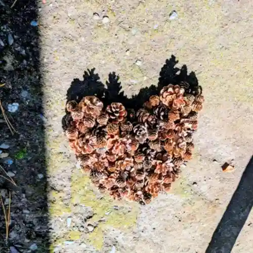 彌彦神社　(伊夜日子神社)(北海道)