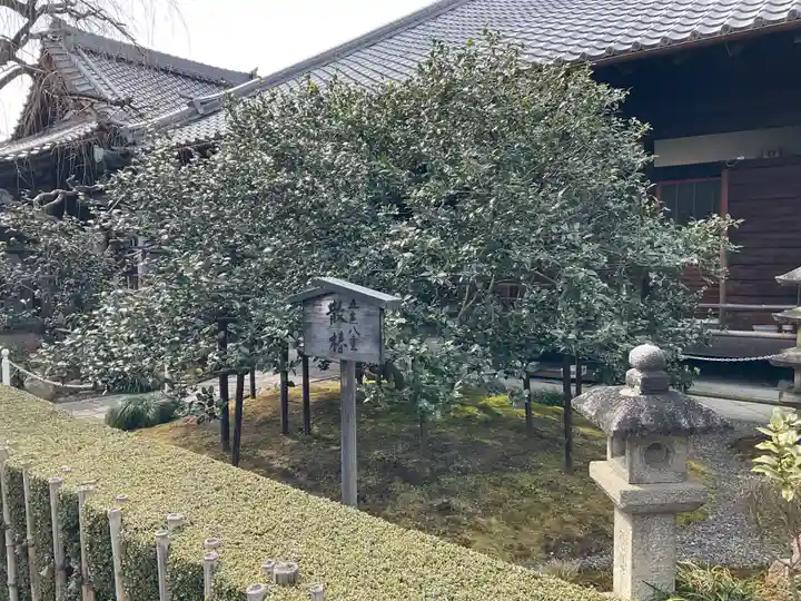地蔵院(椿寺)(京都府)