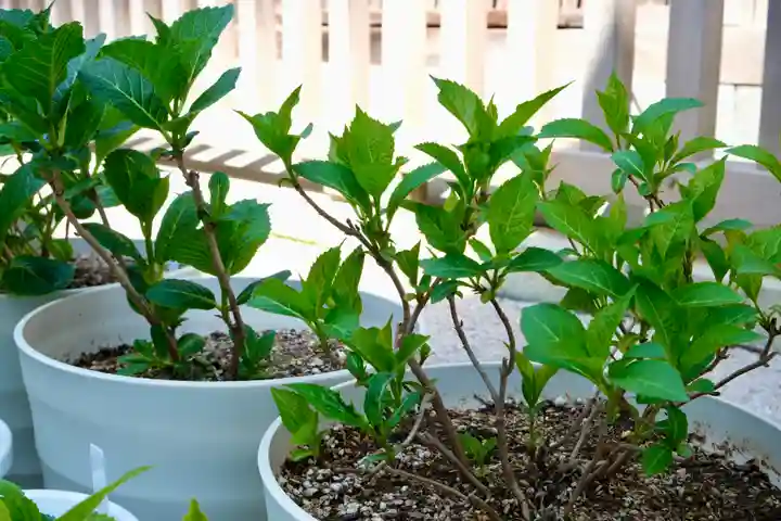 十日恵比須神社(福岡県)