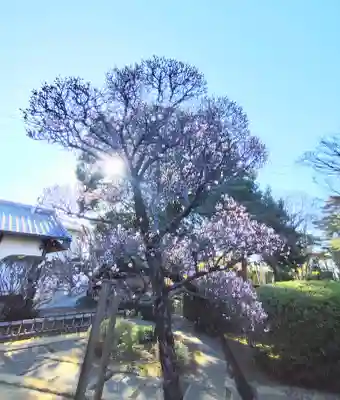 大円寺の{uncategorized: "未分類", other: "その他", undefined: "問題あり", building: "その他建物", grave: "お墓", sacred_gate: "鳥居", guardian: "狛犬", statue: "像", buddha: "仏像", history: "歴史", nature: "自然", garden: "庭園", animal: "動物", pagoda: "塔", temizu: "手水舎", mountain_gate: "山門・神門", sanctuary: "本殿・本堂", subordinate: "末社・摂社", art: "芸術", scenery: "景色", jizo: "地蔵", ema: "絵馬", goshuin: "御朱印", omikuji: "おみくじ", items: "授与品その他", amulet: "お守り", goshuincho: "御朱印帳", eats: "食事", festival: "お祭り", votive_dance: "神楽", shichigosan: "七五三参", wedding: "結婚式", experience: "体験その他", initially: "初詣", around: "周辺", anti_infection: "感染症対策"}