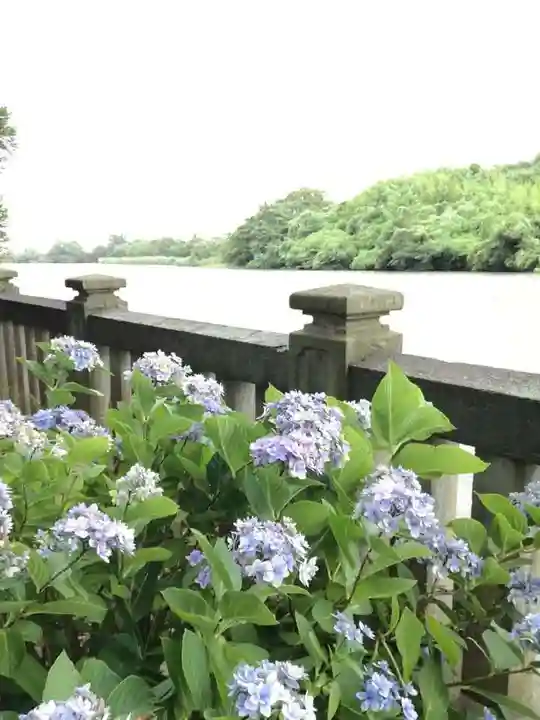 武蔵第六天神社の自然