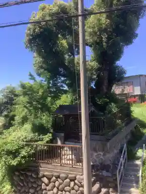 津島神社（樹木）(愛知県)