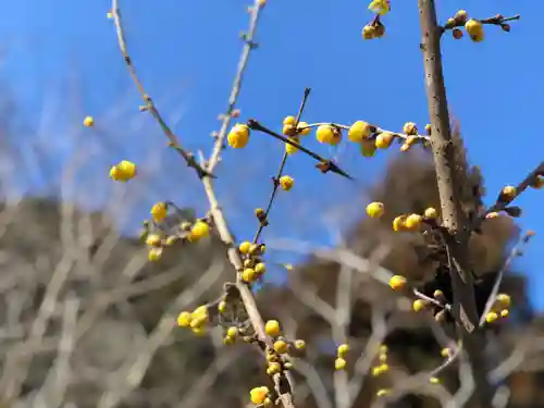 木舟山　順教寺の自然