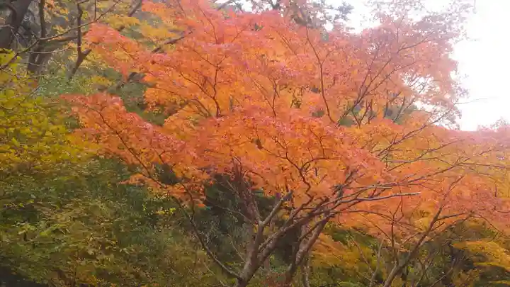 鳳来山東照宮の自然