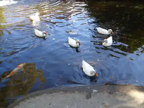 平塚八幡宮の動物