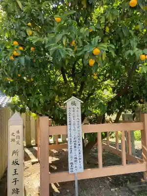 橘本神社のその他建物