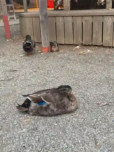 平塚八幡宮の動物