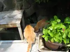 宝山寺の動物