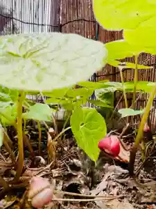 土津神社|こどもと出世の神さまの自然(2023年05月18日(木) 08時21分54秒投稿)