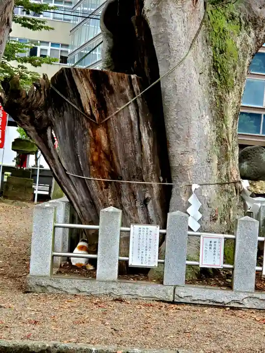 阿邪訶根神社の自然