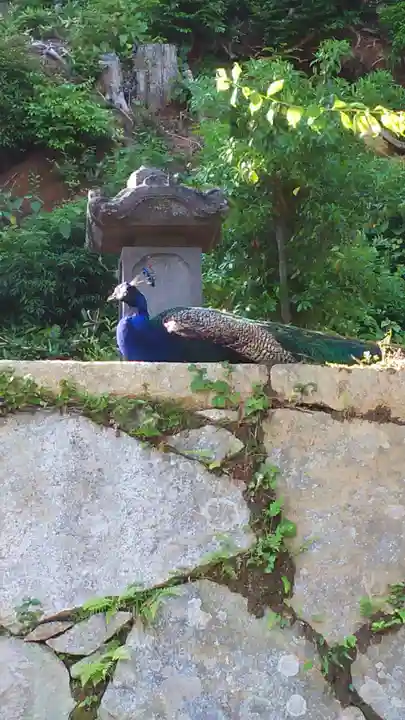 楽法寺(雨引観音)の動物