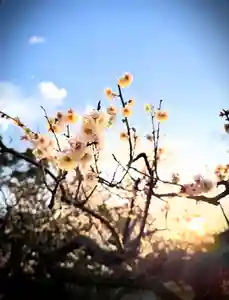 十日恵比須神社(福岡県)(2026年02月07日(土) 19時00分42秒投稿)