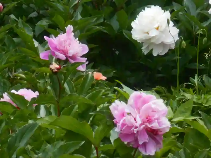 龍寳寺(龍宝寺)の自然