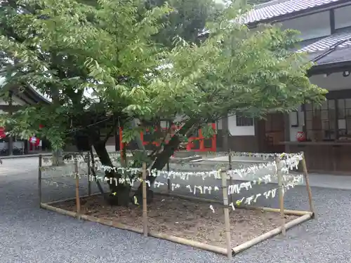 吉田神社のおみくじ