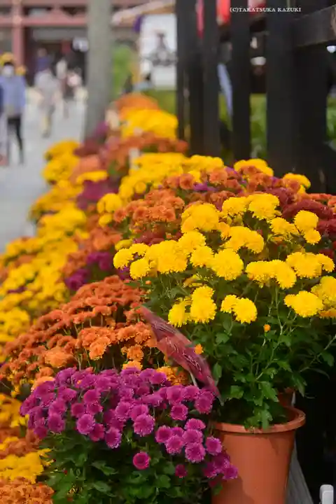 笠間稲荷神社(茨城県)