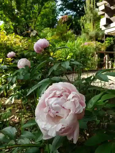 鳩森八幡神社の自然