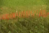 高屋敷稲荷神社の鳥居