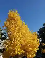 平等寺(因幡堂)の自然