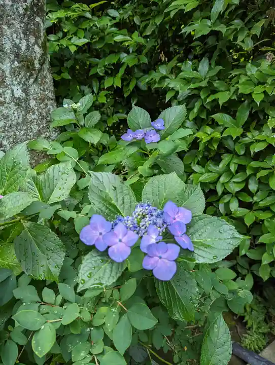 退蔵院(京都府)