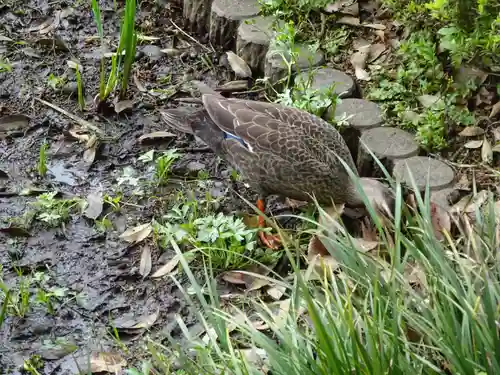天台宗　長窪山　正覚寺の動物