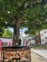 今戸神社の絵馬