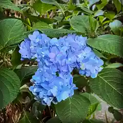 普門寺(切り絵御朱印発祥の寺)(愛知県)