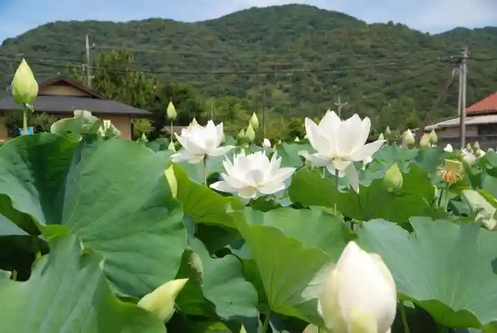 浄名寺(山口県)
