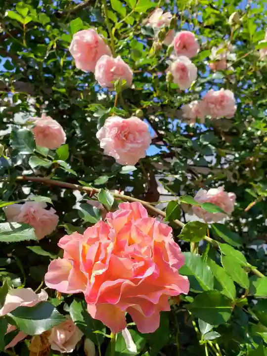 薬師寺 南蔵院 (東京都)