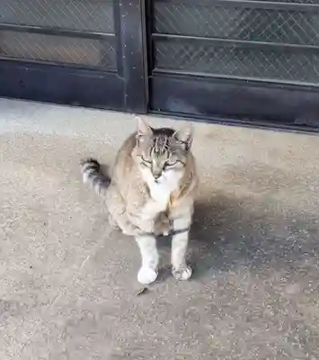 白金氷川神社(東京都)