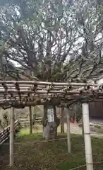 宝厳寺の自然