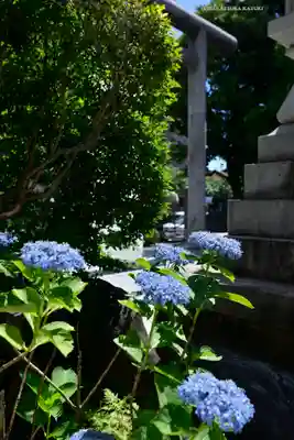 桜神宮(東京都)