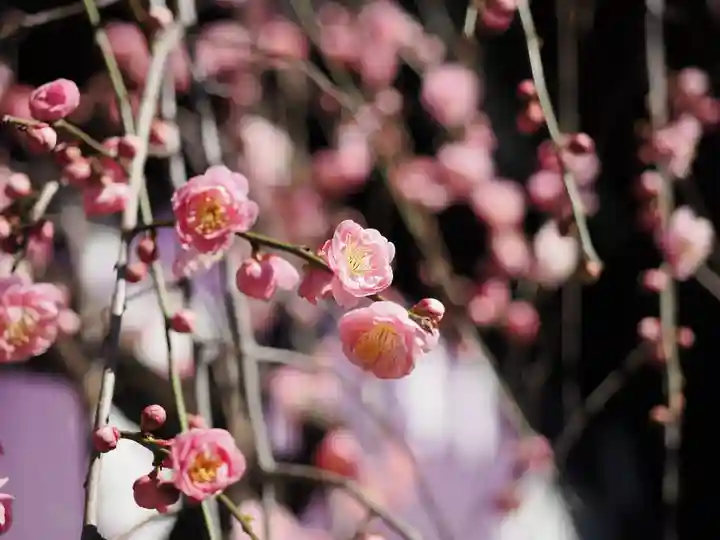 東京大神宮(東京都)