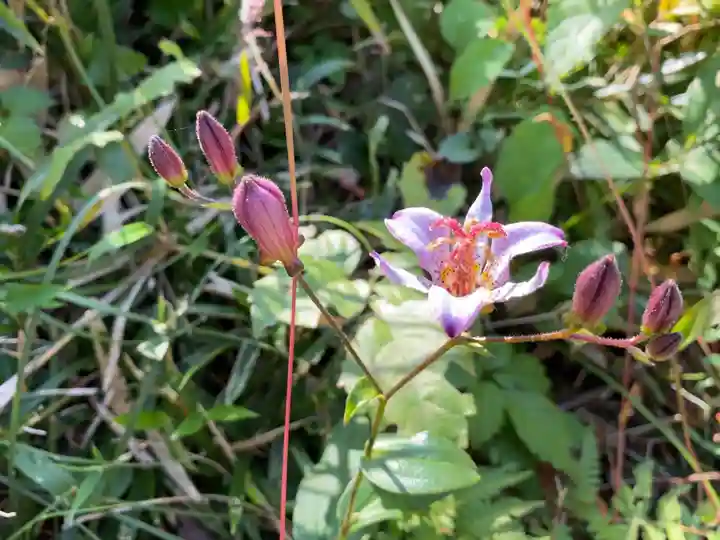 思金神社の自然