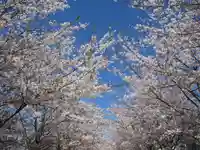 鶴岡八幡宮(神奈川県)